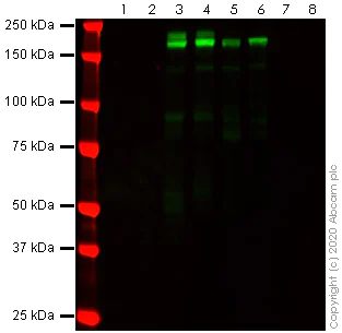 Western blot - Anti-SARS spike glycoprotein antibody [1A9] (AB273433)
