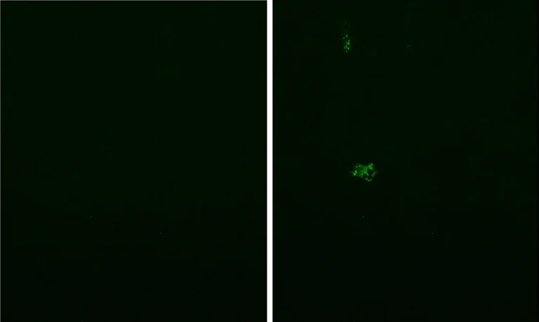 Immunocytochemistry - Anti-SARS spike glycoprotein antibody [3A2] - Coronavirus (AB272420)