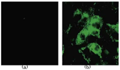 Immunocytochemistry - Anti-SARS spike glycoprotein antibody [3A2] - Coronavirus (AB272420)
