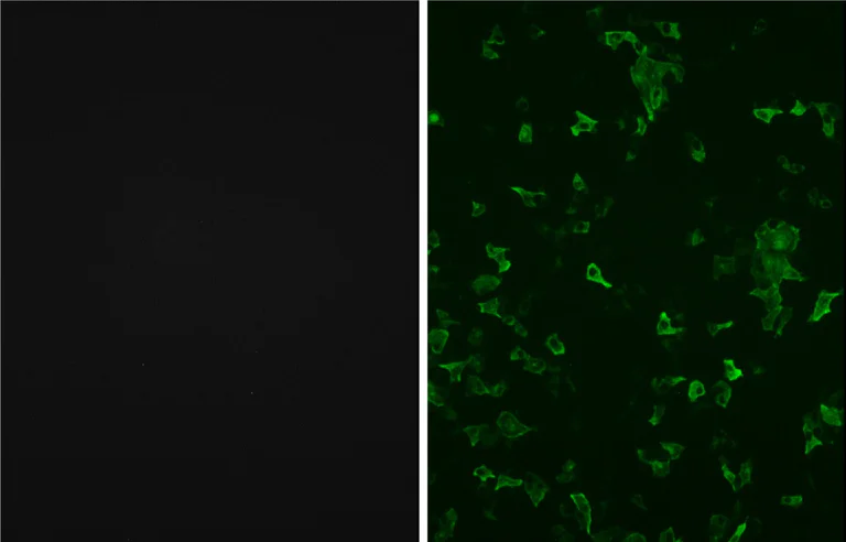 Immunocytochemistry - Anti-SARS spike glycoprotein antibody [3A2] - Coronavirus (AB272420)