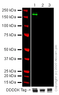 Western blot - Anti-SARS spike glycoprotein antibody - N-terminal (AB252691)