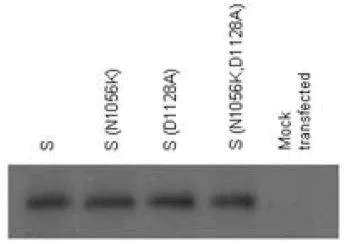 Immunoprecipitation - Anti-SARS spike glycoprotein S1 antibody [7G12] (AB273436)