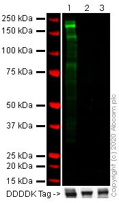 Western blot - Anti-SARS spike glycoprotein S1 antibody [7G12] (AB273436)