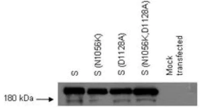 Western blot - Anti-SARS spike glycoprotein S1 antibody [7G12] (AB273436)