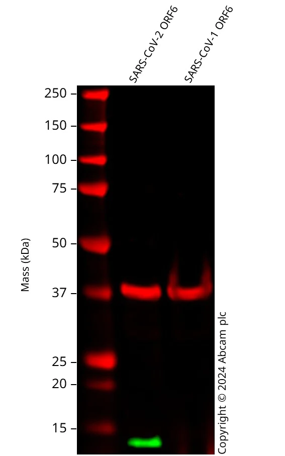 Western blot - Anti-SARS2-CoV-2 ORF6 antibody [EPR24849-21] (AB286911)