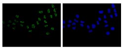 Immunocytochemistry/ Immunofluorescence - Anti-SART1 antibody [EPR14563(B)] (AB181867), expandable thumbnail