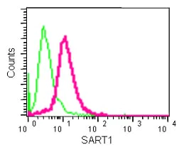 Flow Cytometry (Intracellular) - Anti-SART1 antibody [EPR14563(B)] - BSA and Azide free (AB250536)