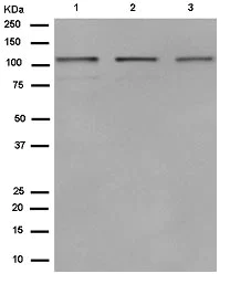 Western blot - Anti-SART1 antibody [EPR14563(B)] - BSA and Azide free (AB250536)