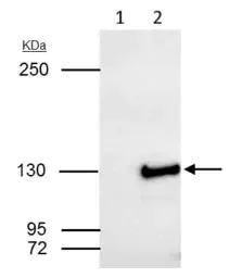 Immunoprecipitation - Anti-SART3 antibody - C-terminal (AB155765)