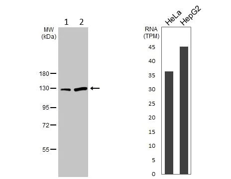 Western blot - Anti-SART3 antibody - C-terminal (AB155765)