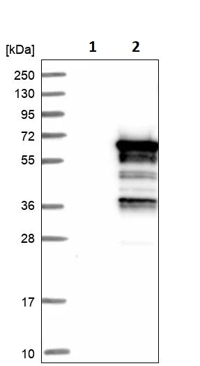 Western blot - Anti-SASH3 antibody (AB251656)