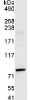 Immunoprecipitation - Anti-SASS6 antibody (AB85993)