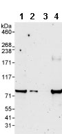Western blot - Anti-SASS6 antibody (AB85993)