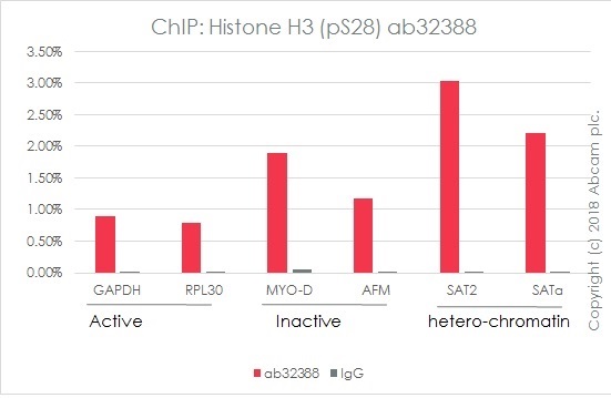 ChIP - SAT-alpha positive control ChIP primer pair (AB269263), expandable thumbnail