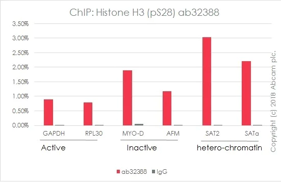 ChIP - SAT-alpha positive control ChIP primer pair (AB269263)