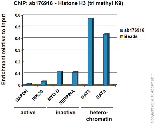 ChIP - SAT-alpha positive control ChIP primer pair (AB269263), expandable thumbnail