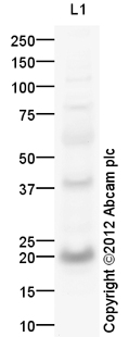 Western blot - Anti-SAT1 antibody (AB105220)