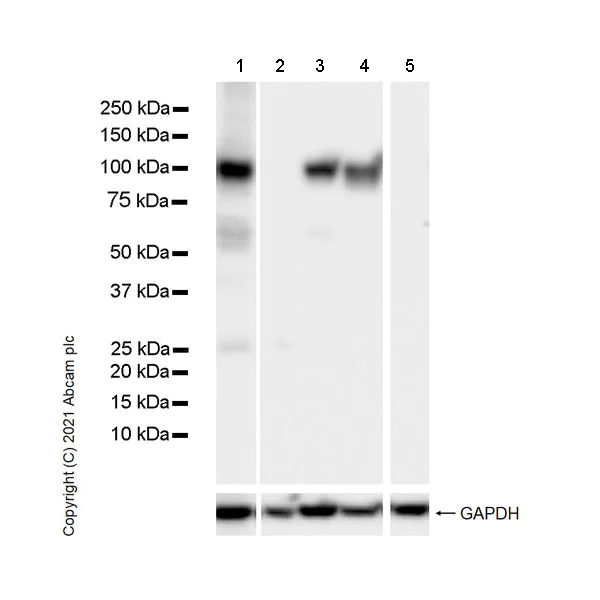 Western blot - Anti-SATB1 antibody [14/SATB1] (AB280578)