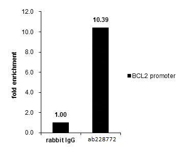 ChIP - Anti-SATB1 antibody - C-terminal (AB228772)