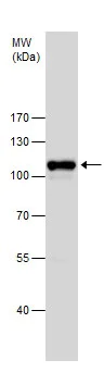 Western blot - Anti-SATB1 antibody - C-terminal (AB228772)