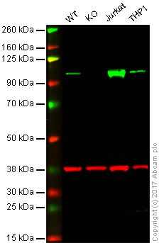 Western blot - Anti-SATB1 antibody [EPR3951] (AB109122)