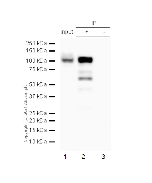 Immunoprecipitation - Anti-SATB1 antibody [EPR3951] - BSA and Azide free (AB239944)