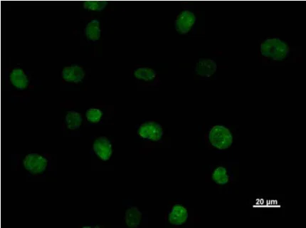 Immunocytochemistry - Anti-SATB1 + SATB2 antibody [SATBA4B10] - C-terminal (AB51502)