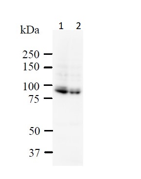 Western blot - Anti-SATB1 + SATB2 antibody [SATBA4B10] - C-terminal (AB51502), expandable thumbnail