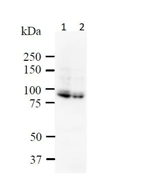 Western blot - Anti-SATB1 + SATB2 antibody [SATBA4B10] - C-terminal (AB51502)