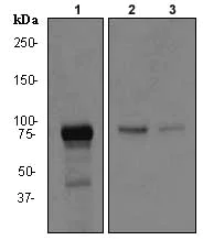 Western blot - Anti-SATB2 antibody [EPNCIR130A] (AB92446)