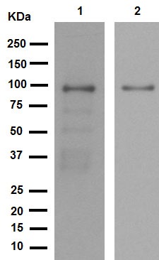Western blot - Anti-SATB2 antibody [EPNCIR130A] (AB92446), expandable thumbnail