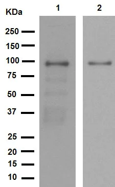 Western blot - Anti-SATB2 antibody [EPNCIR130A] (AB92446)