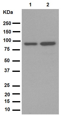 Western blot - Anti-SATB2 antibody [EPNCIR130A] (AB92446), expandable thumbnail