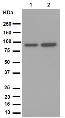 Western blot - Anti-SATB2 antibody [EPNCIR130A] (AB92446)