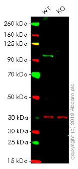 Western blot - Anti-SATB2 antibody [EPNCIR130B] (AB133328)