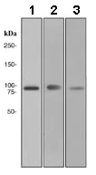 Western blot - Anti-SATB2 antibody [EPNCIR130B] - BSA and Azide free (AB212176)