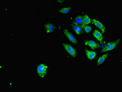 Immunocytochemistry/ Immunofluorescence - Anti-SAV1 antibody (AB230265), expandable thumbnail