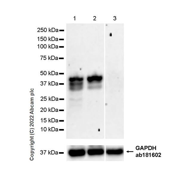 Western blot - Anti-SAV1 antibody [EPR26085-80] - BSA and Azide free (AB307699)