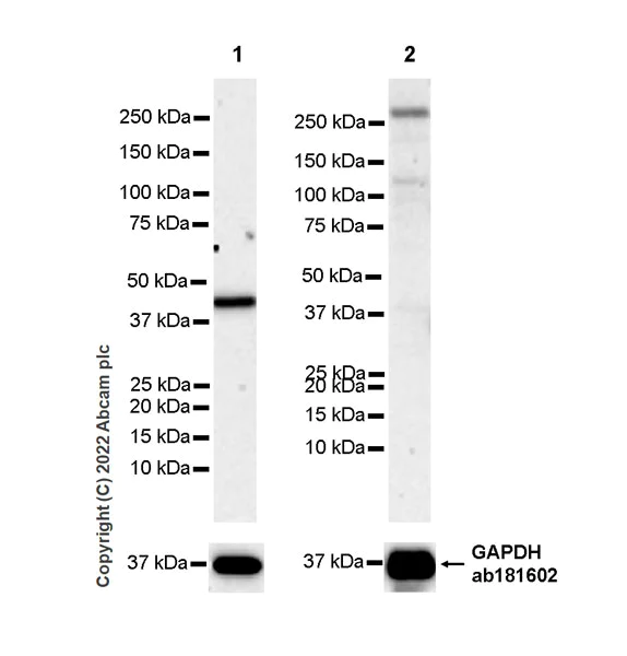 Western blot - Anti-SAV1 antibody [EPR26085-80] - BSA and Azide free (AB307699)