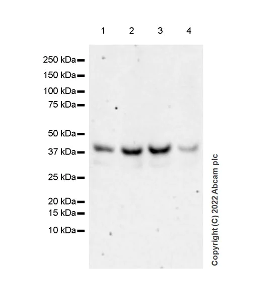 Western blot - Anti-SAV1 antibody [EPR26085-80] - BSA and Azide free (AB307699)