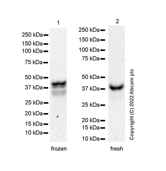 Western blot - Anti-SAV1 antibody [EPR26085-80] - BSA and Azide free (AB307699)