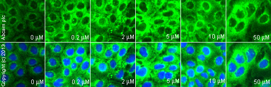 Immunocytochemistry/ Immunofluorescence - SB 202190, cell-permeable p38 MAPK inhibitor (AB120638), expandable thumbnail