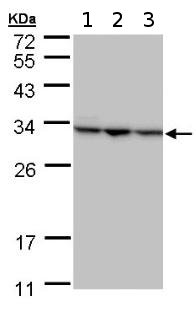 Western blot - Anti-SBDS antibody (AB154222), expandable thumbnail
