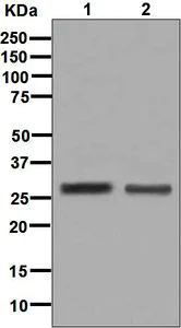 Western blot - Anti-SBDS antibody [EPR7819] - BSA and Azide free (AB248212)