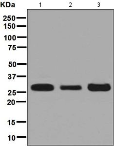 Western blot - Anti-SBDS antibody [EPR7820] - BSA and Azide free (AB248239)