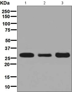Western blot - Anti-SBDS antibody [EPR7820] - BSA and Azide free (AB248239)