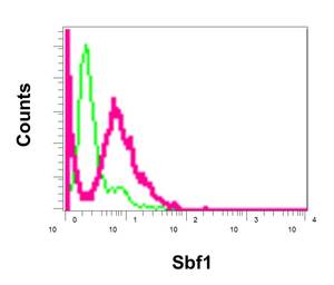 Flow Cytometry (Intracellular) - Anti-Sbf1 antibody [EPR12566] - BSA and Azide free (AB249935), expandable thumbnail