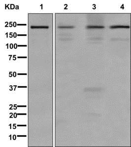 Western blot - Anti-Sbf1 antibody [EPR12566] - BSA and Azide free (AB249935), expandable thumbnail