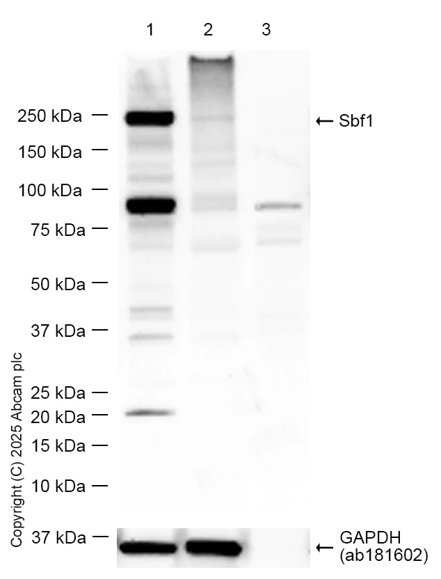 Western blot - Anti-Sbf1 antibody [EPR12566] - BSA and Azide free (AB249935)