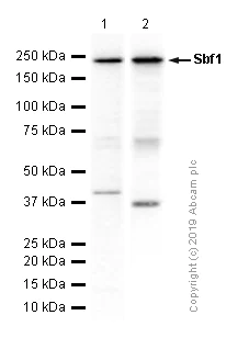 Western blot - Anti-Sbf1 antibody [EPR12567] (AB181106)